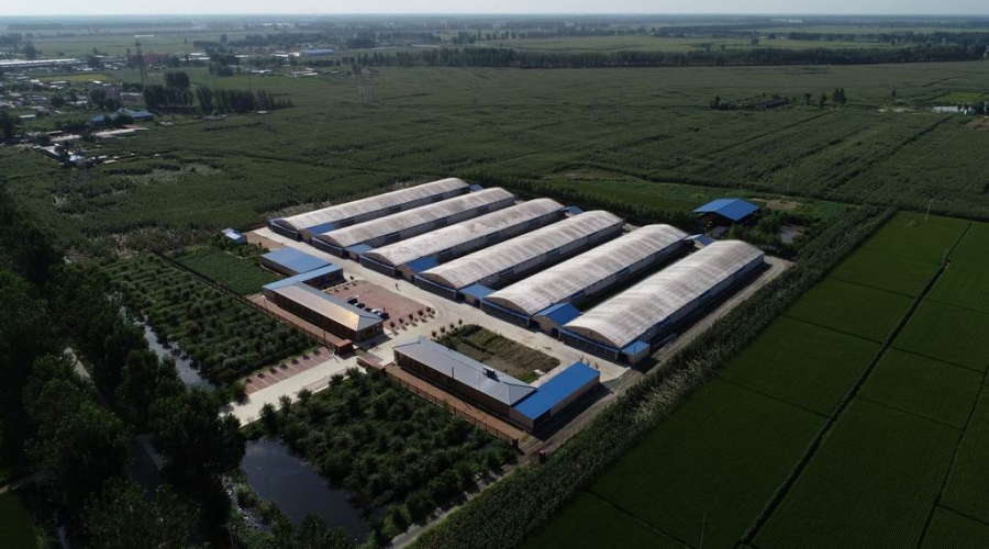 臺(tái)安縣九股河農(nóng)業(yè)發(fā)展有限公司養(yǎng)殖部